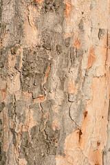 Silver maple