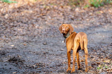 Mit unserem HUnd im Wald unterwegs!