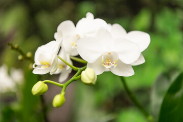Fototapeta na wymiar white flowers of blooming orchid in spring