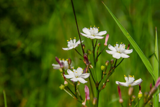Kerry lily white flowers