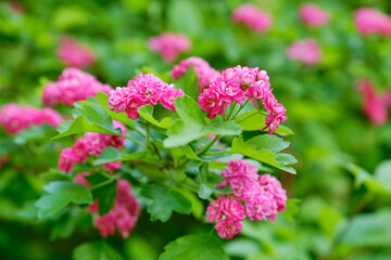 Pink little flowers of roses in the garden. Delicate flowers of pink roses on a blurred background. Shallow depth of field
