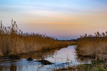 Obraz na płótnie Canvas swamp landscape, river and reeds before sunset