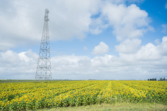 Transmission tower in blooming field