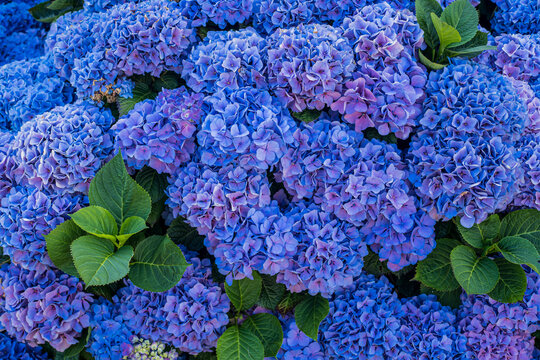 Bush with blue Hydrangea flowers