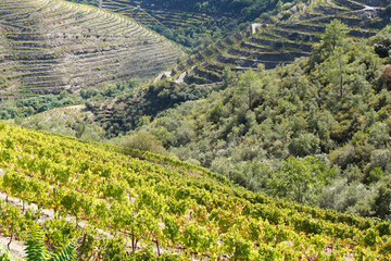 Vale do Douro Valley  river region of great production the wine in Portugal , Europe , world heritage site