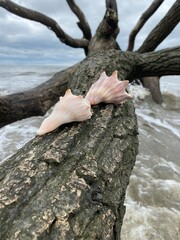 tree in the hand