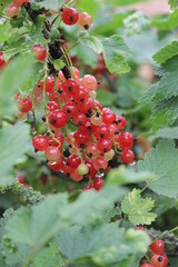 On the branch bush berries are ripe redcurrant (Ribes rubrum)