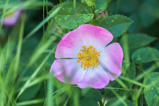 Rosa canina flower in garden