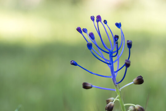 Leopoldia comosa flower in nature