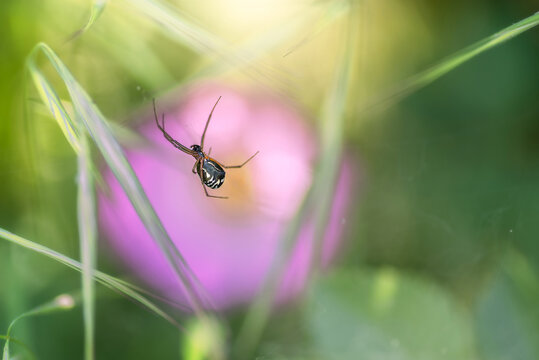 Bowl and doily spider in forest