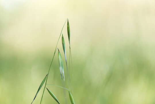 Avena fatua plant in forest