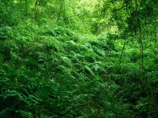シダ植物に覆われた森の中
