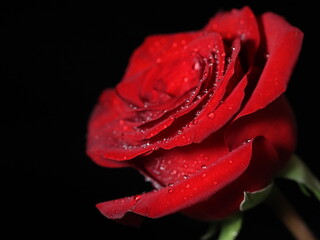Red rose isolated on black background. Rose flower with water drops. Macro, close up.