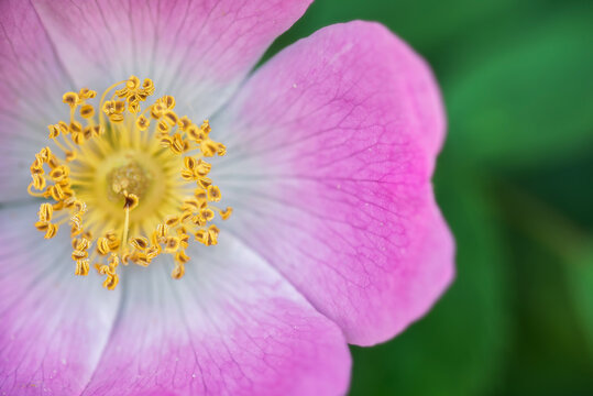 Rosa canina flower in garden