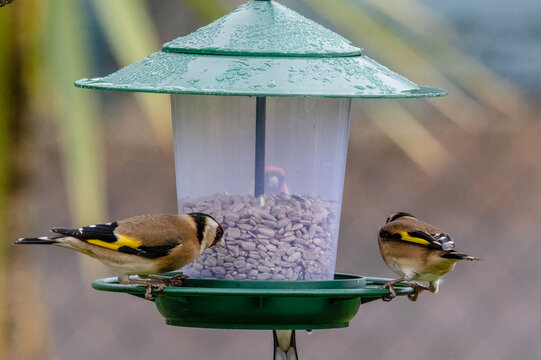 Goldfinches feeding on sunflower heart from a bird feeding station