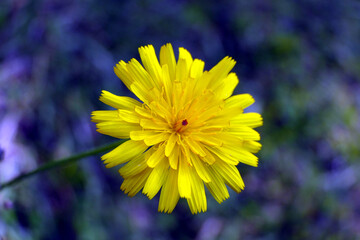 Close up of the head of a Common Dandelion (Taraxacum officinale)
