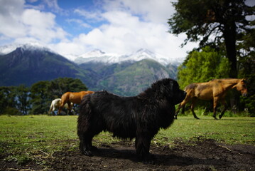 cow in the mountains
