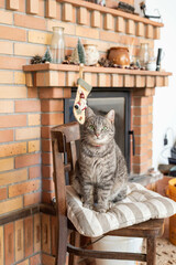 Obraz premium Grey cat sitting on a chair before the christmas time decorated fireplace