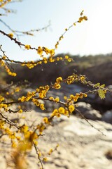Árbol con hojas amarillas en otoño