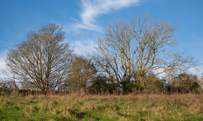 Bare trees against a blue sky on a sunny winter morning