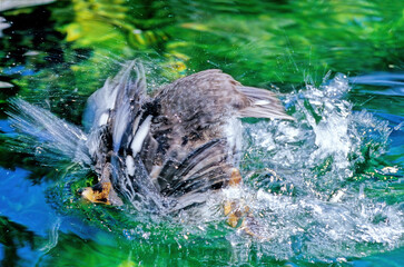 Barrow's goldeneye