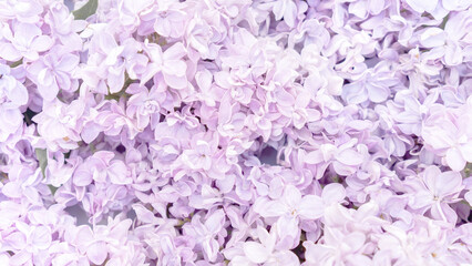 Fototapeta premium Pastel lilac flowers background. Delicate romantic flower background in lilac and lavender colors for wedding concept.