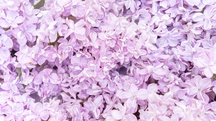 Fototapeta premium Romantic background of lilac flowers for the concept of Valentine's Day, wedding, anniversary. Light purple floral background.