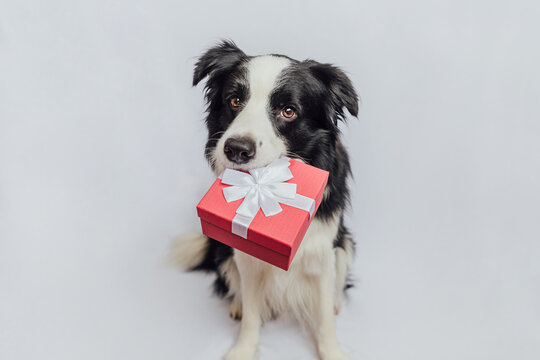 Puppy dog border collie holding red gift box in mouth isolated on white background. Christmas New Year Birthday Valentine celebration present concept. Pet dog on holiday day gives gift. I'm sorry