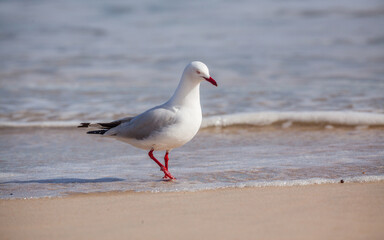 Silver Gull (Chroicocephalus novaehollandiae) wading at the waterline of a beach in Western Australia
