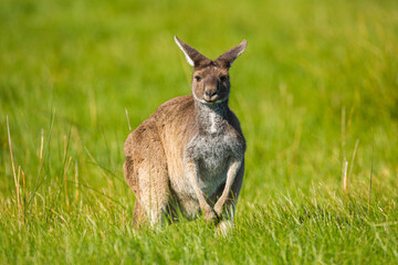 Portrait of a Western Grey Kangeroo (Macropus fuliginosus) in tall grass

