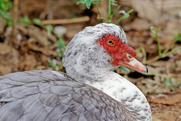 Muscovy duck