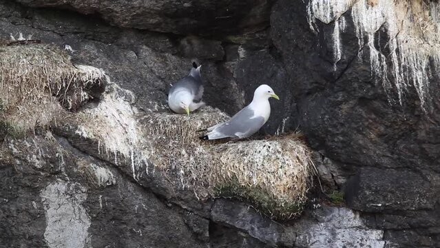 Kittiwakes (Rissa tridactyla) nesting in a steep cliff in a breeding colony at the Lofoten, Norway
