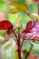 Greens or aphids of the Aphidoidea family 