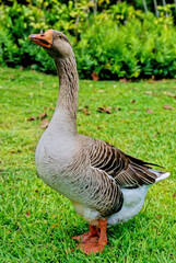 Greylag goose