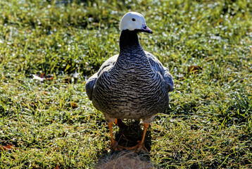 Emperor goose