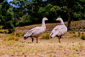 The Cape Barren goose (Cereopsis novaehollandiae) is a large goose resident in southern Australia.