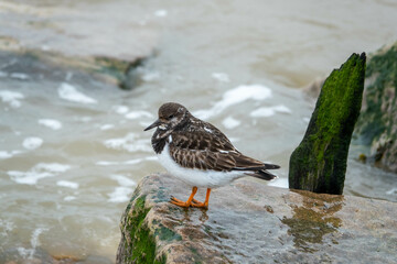 turnstone perched on a rock in the sea