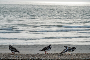turnstones perched on a wall with the sea in the background