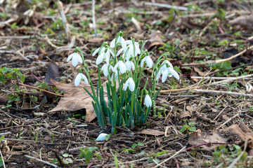beautiful snowdrops blooming in woodland