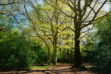 Fototapeta premium Burton wood with trees and shrubs with stong light in spring. Beverley, UK.
