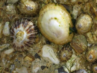 limpets attached to rock on the beach