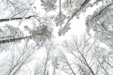 white winter snow forest trees