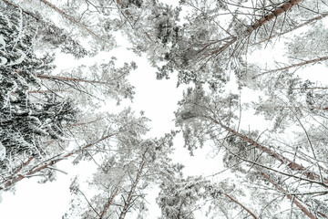 white winter snow forest trees