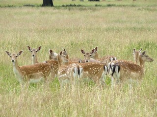 herd of beautiful fallow deer in the English countryside