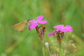 one small brown butterfly sits on a wild red flower on a green background in nature