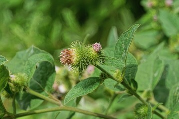 two prickly green red burdock flowers on the stalk in the park