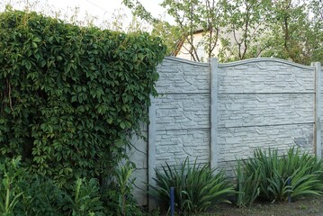 gray white concrete wall fence overgrown with green vegetation and grass in the street