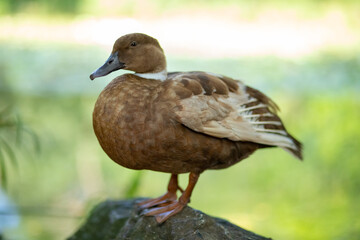 cute beautiful light brown duck with light beige wings standing on a stone by the lake, pound, river on the backdrop of a pond, river, light green water background
