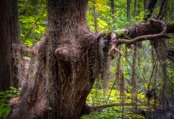 Spanish Moss on Bald Cypress