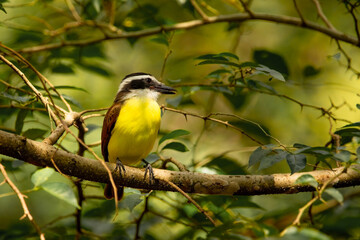 happy cute beautiful yellow bird with white and black lines on its head with brown wings and yellow belly sitting on a branch is in around of green leaves, sunny day